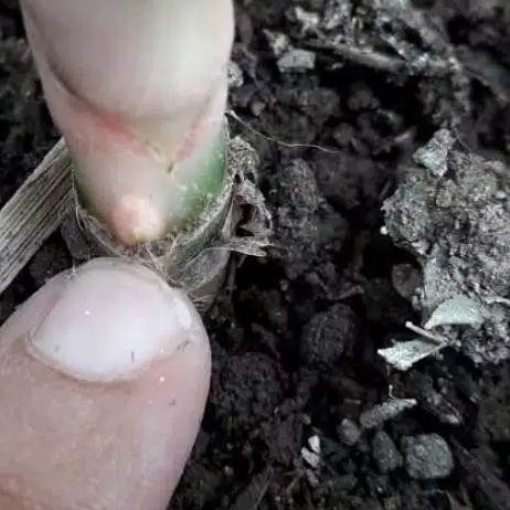 ➶ Montan Pupuk ZPT Tanaman Pemicu Keiki / Tunas Anggrek Aglonema ➷