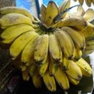 

Pisang Kepok kuning manis 1sisir