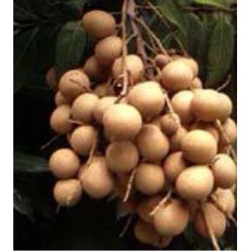 5 benih/bibit/biji buah kelengkeng Bangkok