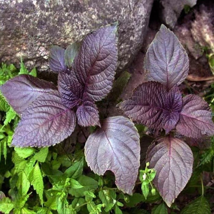 Haira Seed Bibit-Biji Shiso Perilla Purple-Merah