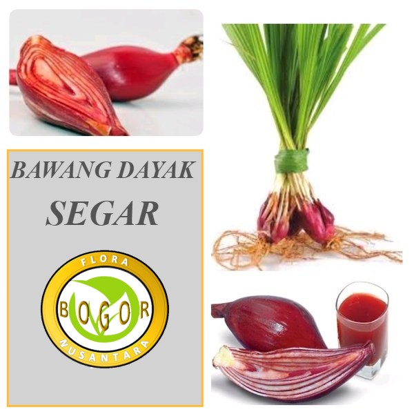 

BAWANG DAYAK SEGAR 1KG