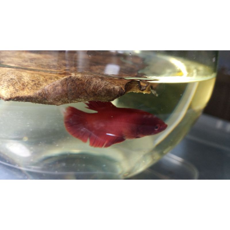 

ikan hias cupang plakat super red real pict