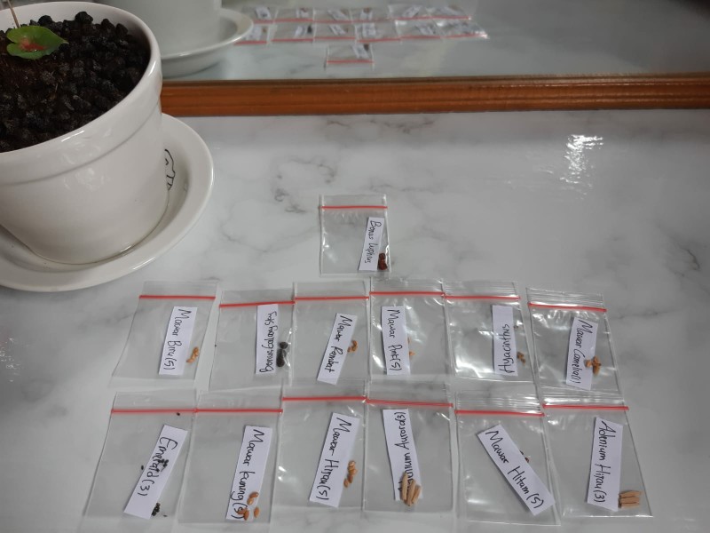 (benih) Biji Bunga Mawar Kuning Cantik Langka