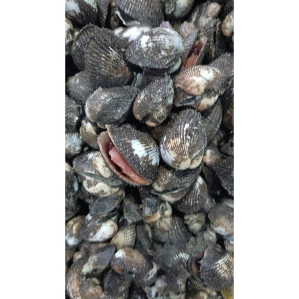 

Kerang Dara - 1Kg