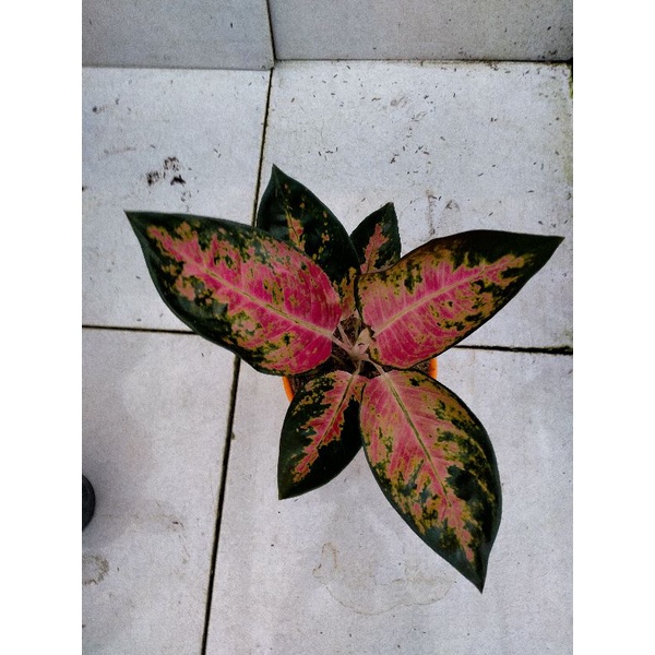 aglonema kochin hibrid