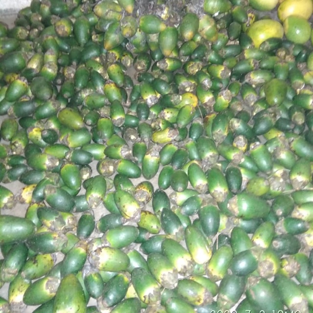 

Buah pinang / jambe muda