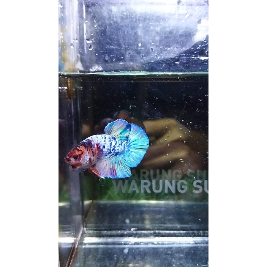 CUPANG PK CANDY MULTICOLOOR LINE RAINBOW 100% REALPICT (KODE22)