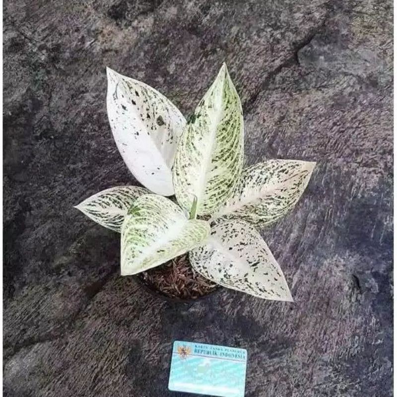 baby aglonema legacy putih