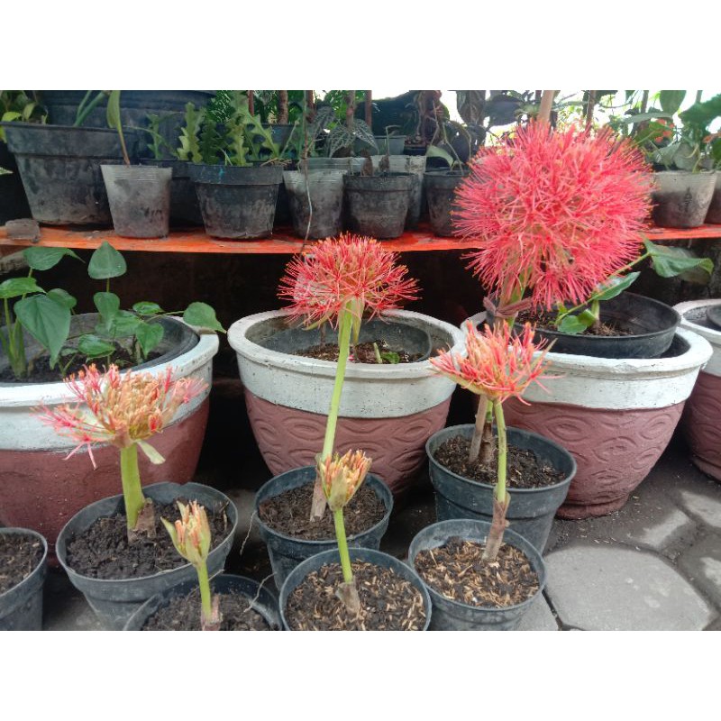 

Bunga Desember Haemanthus, Multiflorus (Scadoxus multiflorus) 30.000 - 40.000