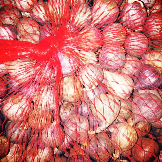 

Bawang putih tunggal