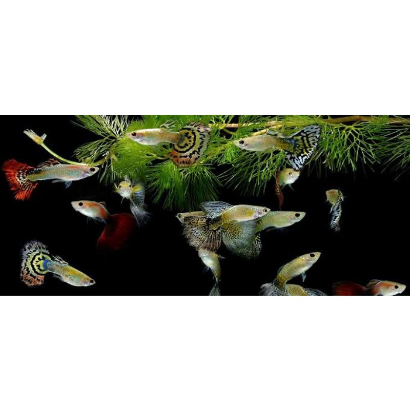 guppy cendolan paket hemat 20 ekor