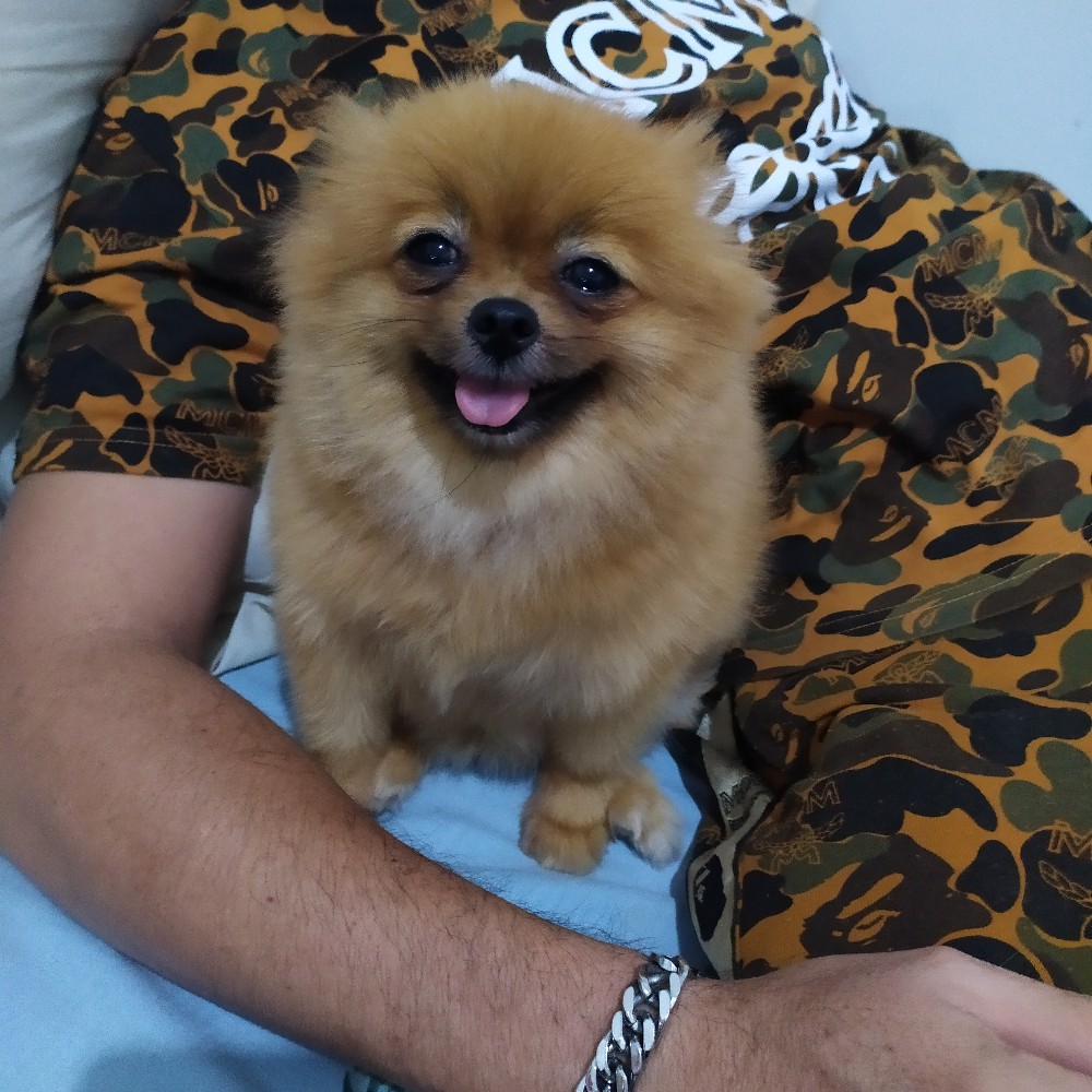 Kresek Tristar 26 Merah,hitam,putih ( 100 Pcs )