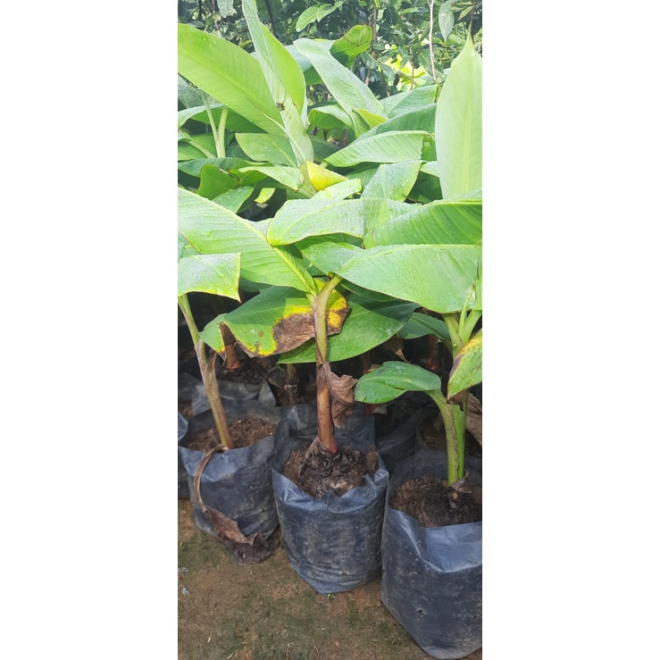 Bibit Pisang Barangan tunas bibit