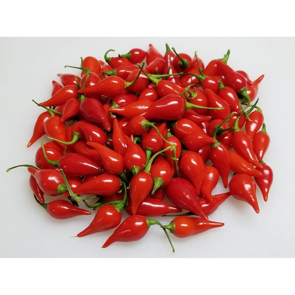 Benih Bibit Biji - Cabai Red Chupetinho Merah Biquinho Cabe Susu Bali Sisca Kohl Pepper Seeds