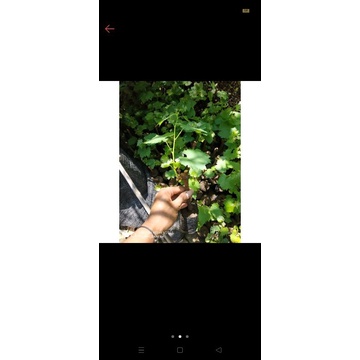 bibit anggur 1 paket berisi 4jenis anggur (4jenis anggur super cepet berubah)