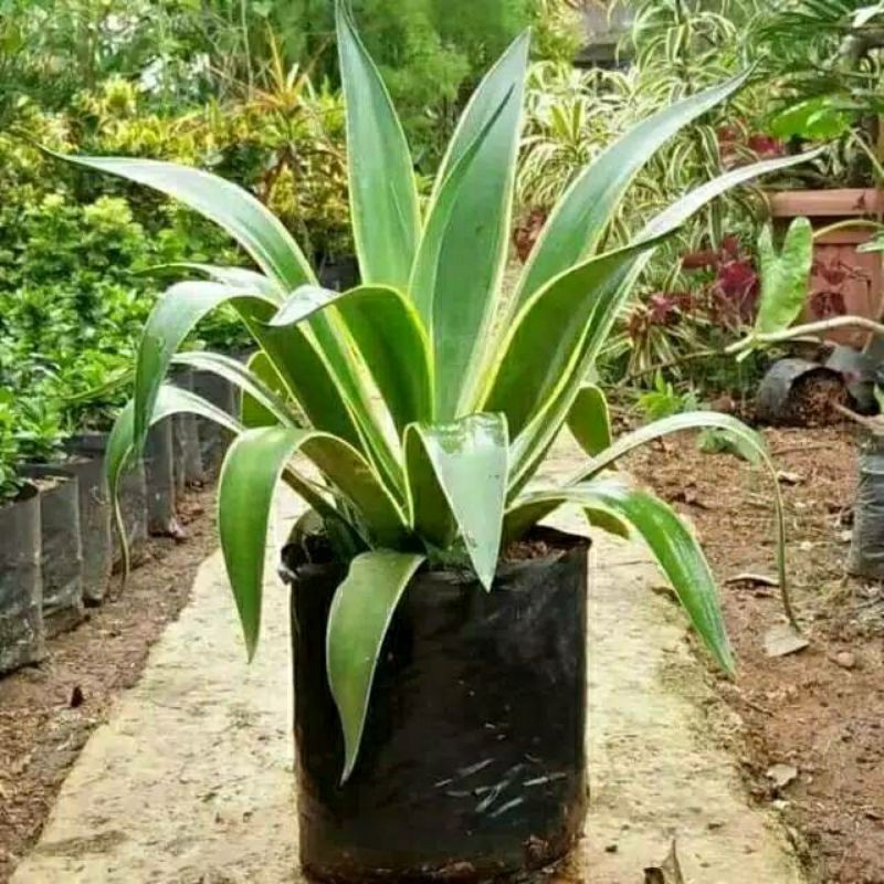 tanaman hias agave king
