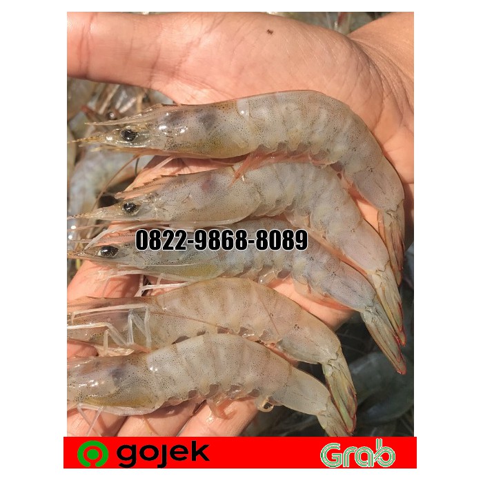 

PROMO UDANG JERBUBG @500 GR SIZE 50 /UDANG LAUT /UDANG LAUT SEGAR