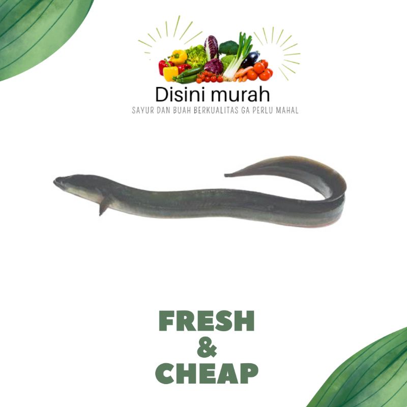 

belut hidup per 250gr