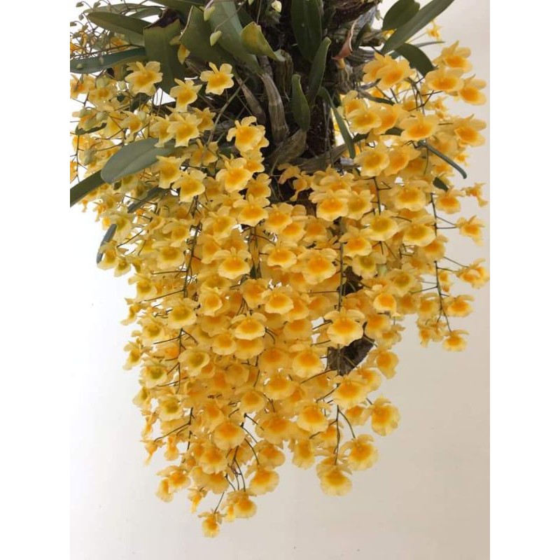jual anggrek dendrobium agregatum