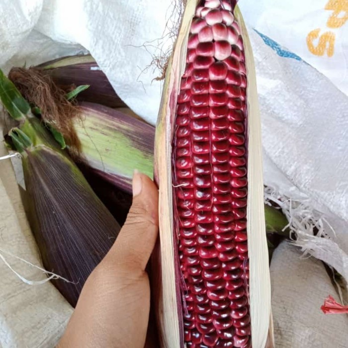 

978Eq1W Jagung Ketan Ungu Purple - Unguputih Kupas WQ012