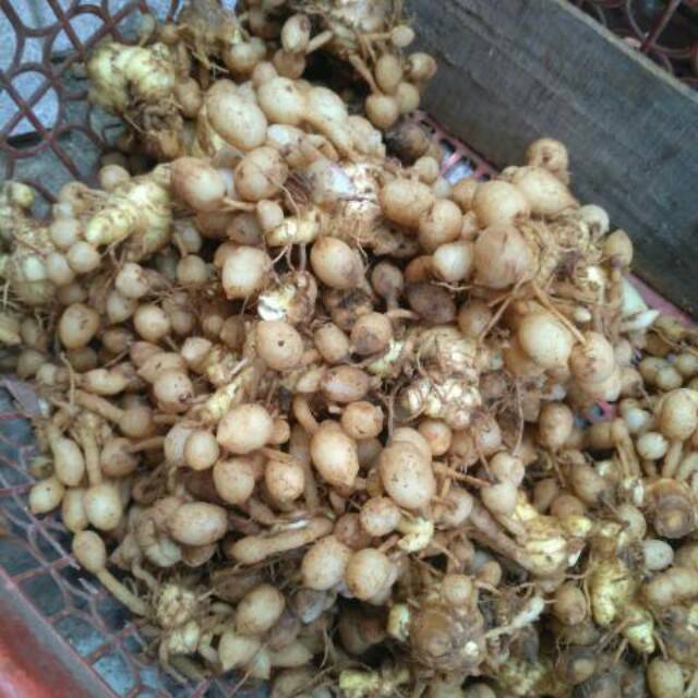 

Kunyit putih 1 kg segar