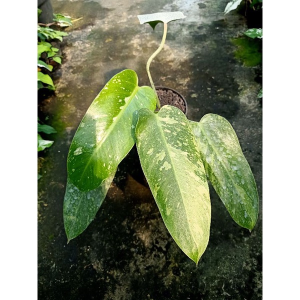 philodendron josebuono