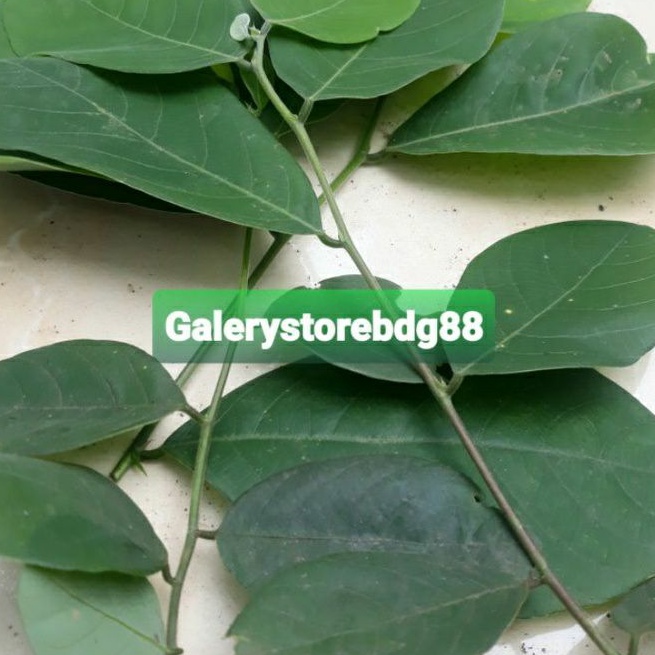 

Daun kandri atau daun kanyere segar 500 gram ready dan fresh-az