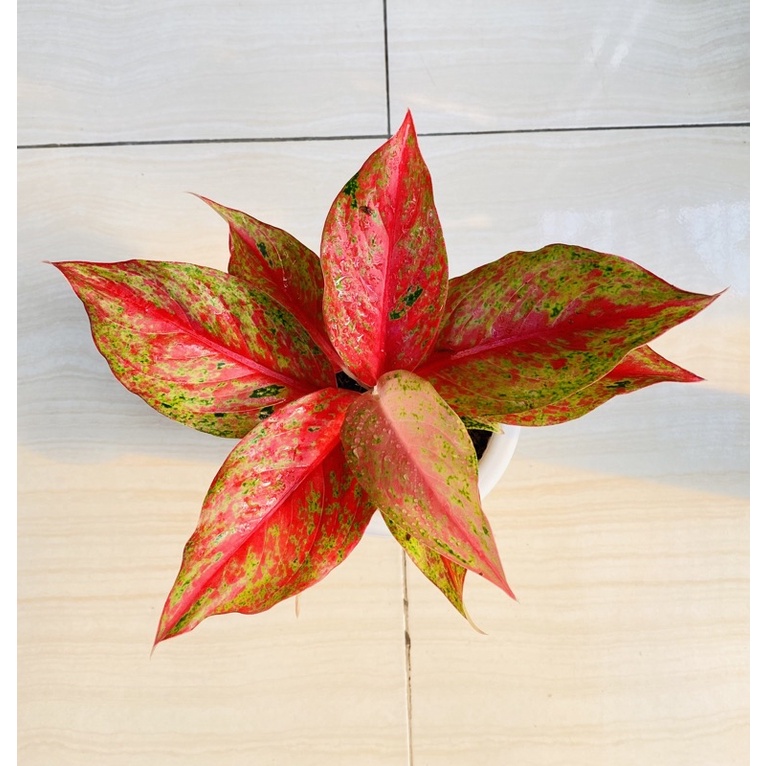 RED MOON - Tanaman Hias Aglaonema Aglonema