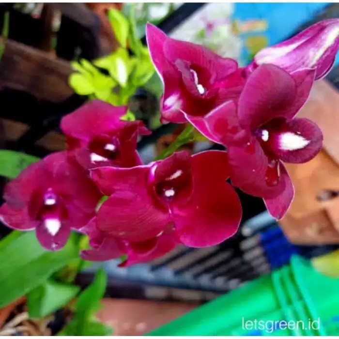 anggrek dendrobium Red dragon remaja bahan knop