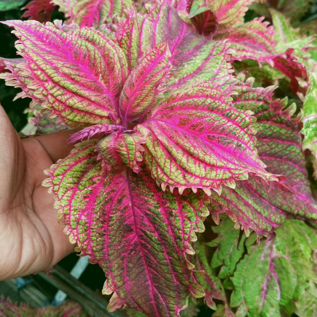 Колеус Скарлетт