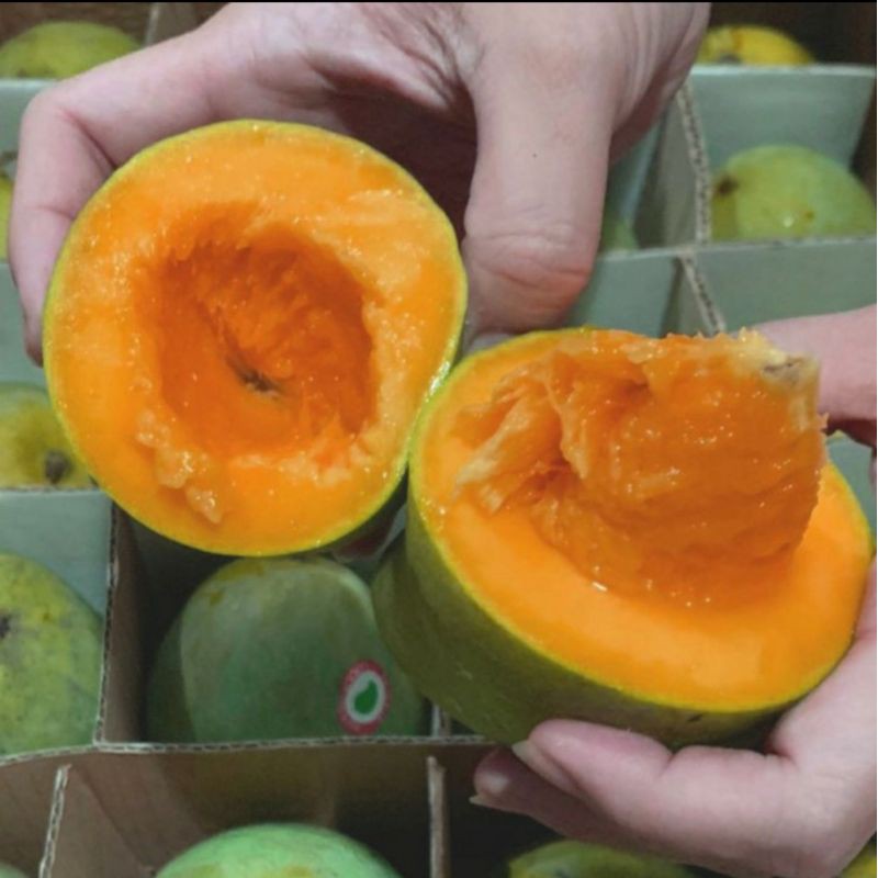 biji benih tanaman alpukat