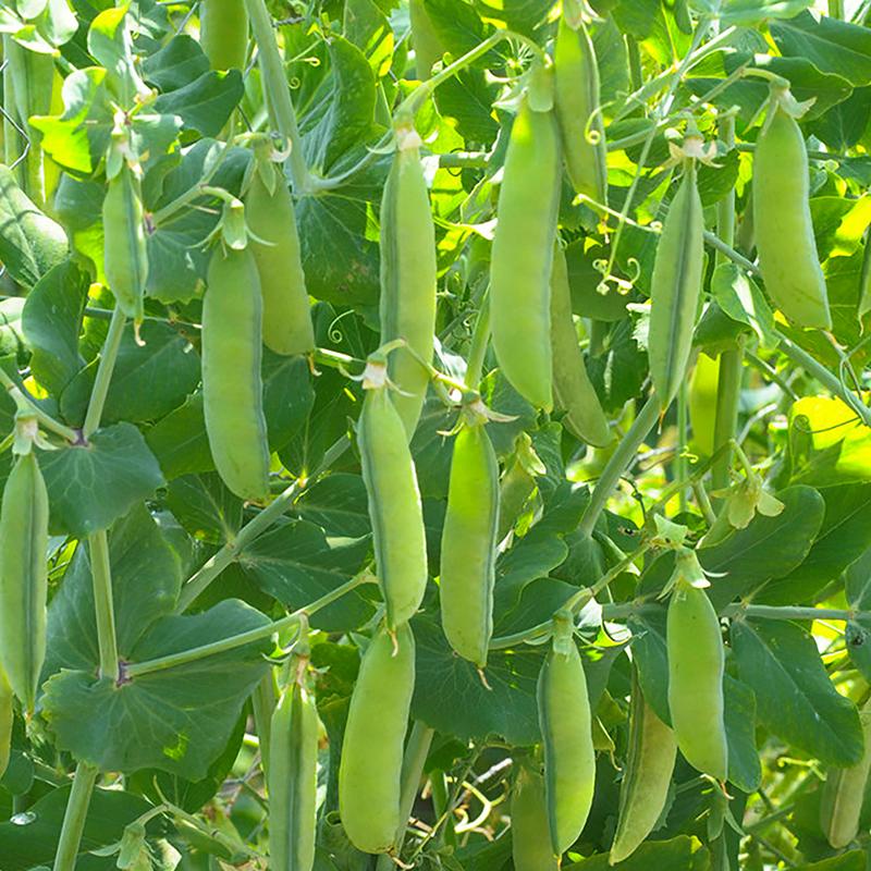 Jual Kedai Gram Benih Biji Kacang Polong Kapri Ercis Edible Podded Mangetout Chinese Snow Pea