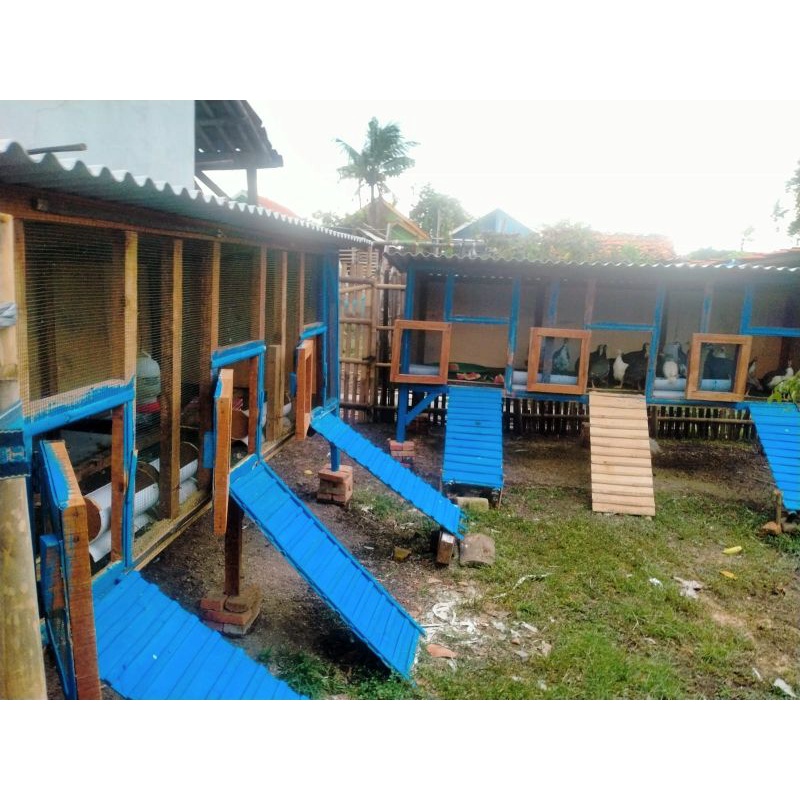 AYAM MUTIARA sepasang usia4BLN jual ayam hias