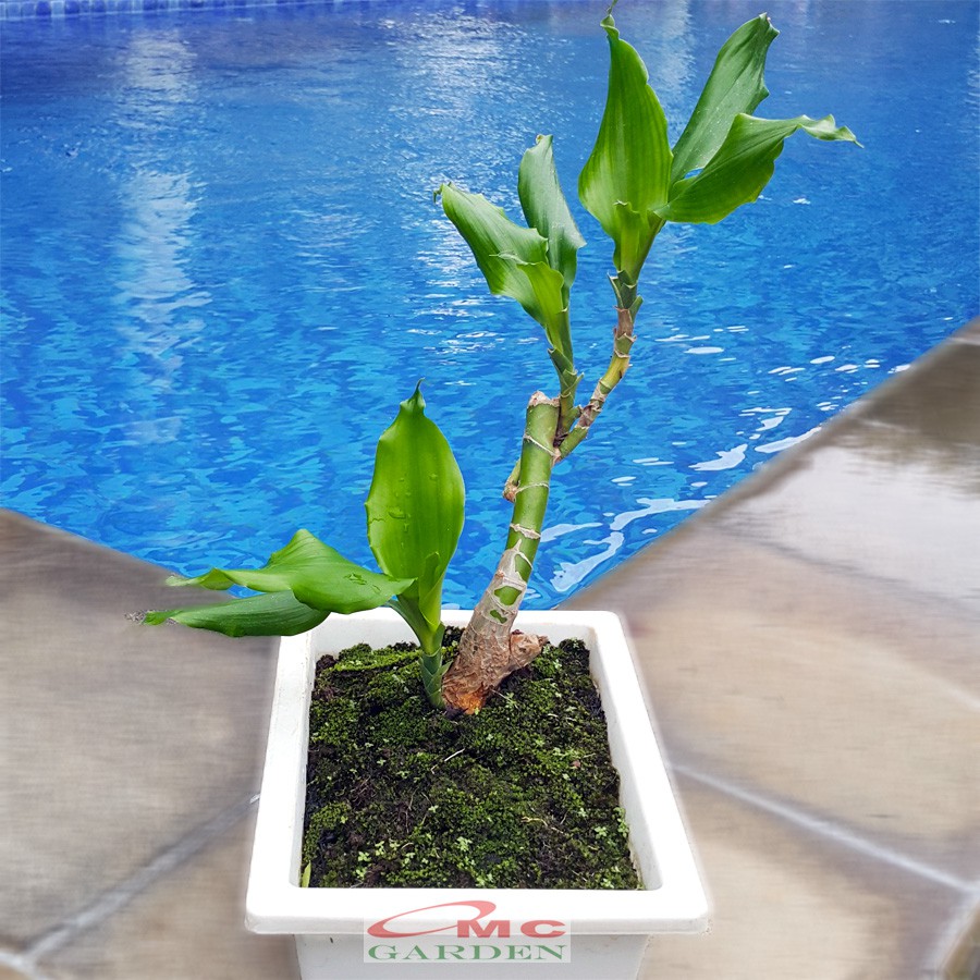 Tanaman Hias Bonsai Mame Dracaena Fragrans Massangeana Corn Plant Hijau Hanjuang Andong B-DFM-003