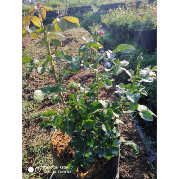 MAWAR IMPORT CHARMING PIANO (DEWASA)