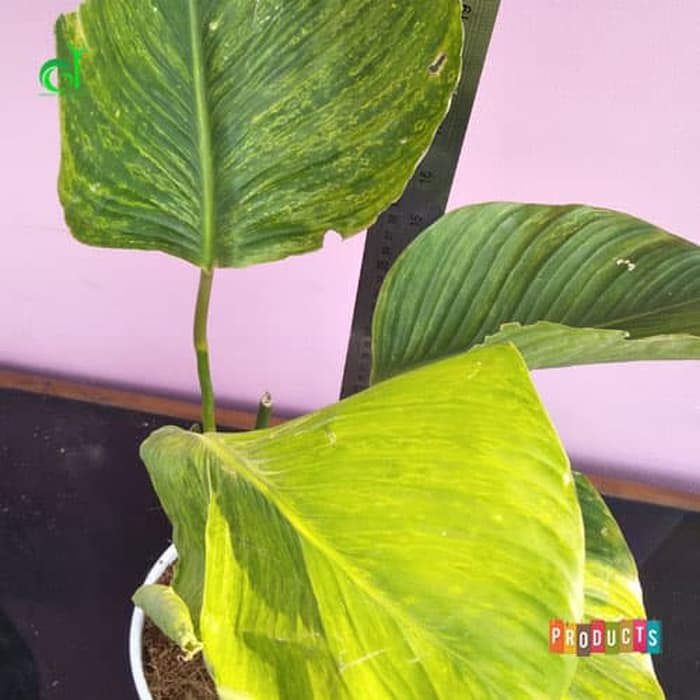 Tanaman hias langka Calathea lutea variegata | Jenis tanaman yang bisa di indoor dalam ruangan dan m