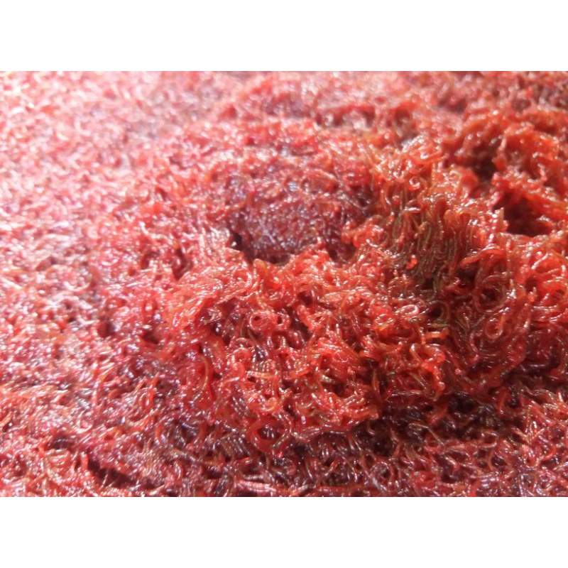 Cacing Darah Hidup 1kg Khusus Instand