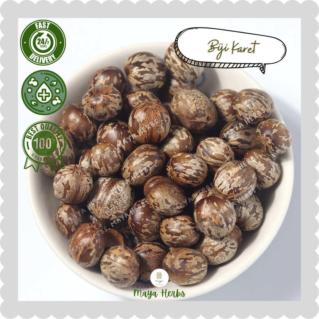 

Biji Karet isi 50 pcs ( Hevea Brasiliensis )