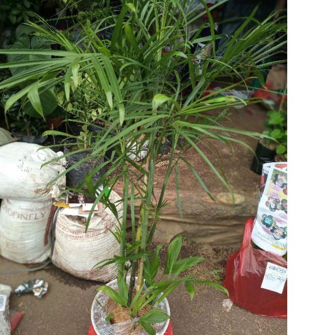 ♞ [RIMBUN] bibit tanaman pohon hias hidup palem palm kuning merah komodoria komodorria komodor ria ➦