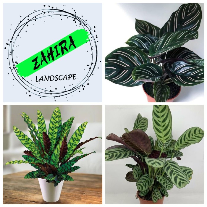 PROMO! Paket (E) 3 Tanaman Hias Calathea - Calathea Indoor - Kalatea