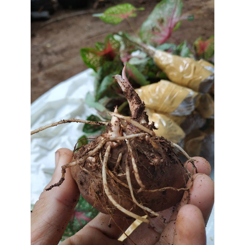 UMBI KELADI RED STAR 1 KG