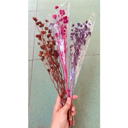 Jual Dried Flower Bunga Kering Tapak Liman Shopee Indonesia