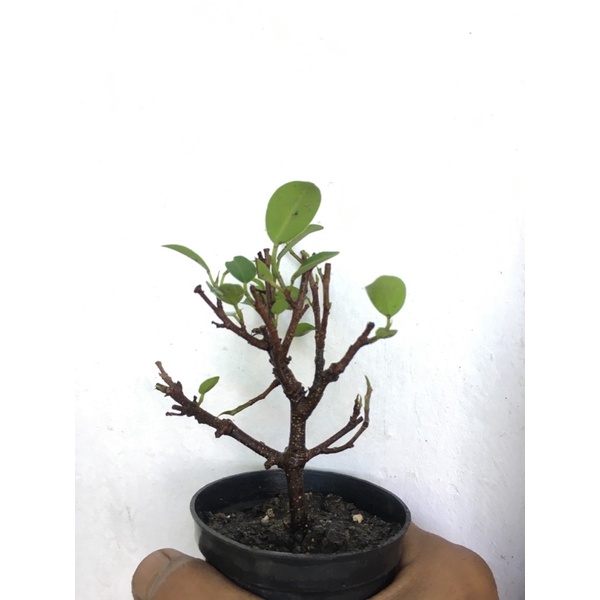 Bahan bonsai Ficus Retusa
