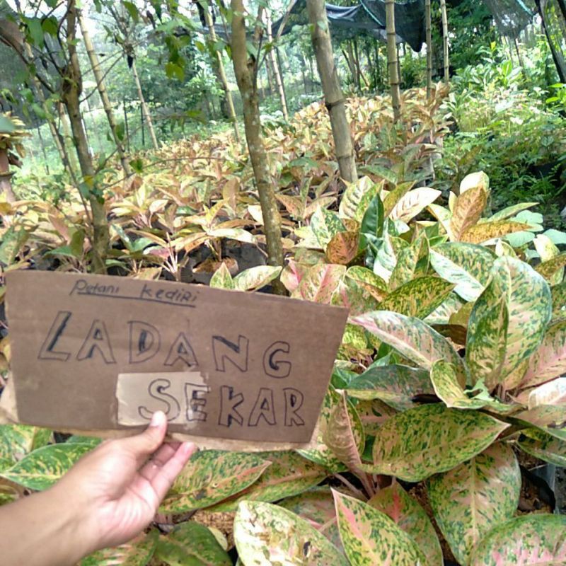 Bibit Aglonema Bigroy Murah / Aglonema Bigroy lulaiwan