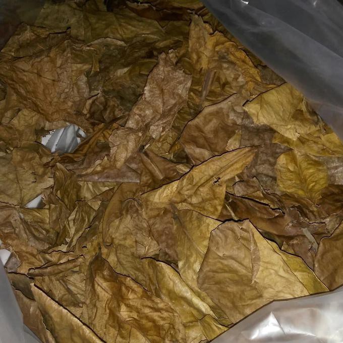 

NEW PRODUK DAUN KETAPANG OLAHAN SIAP PAKAI!