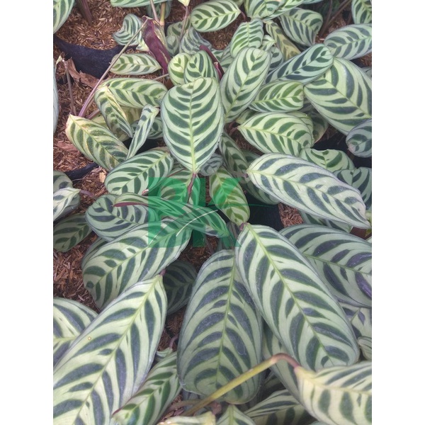 PROMO!! Tanaman Hias Calathea Stromata -  kalatea sepat - burlmaxii - BAKUL KEMBANG