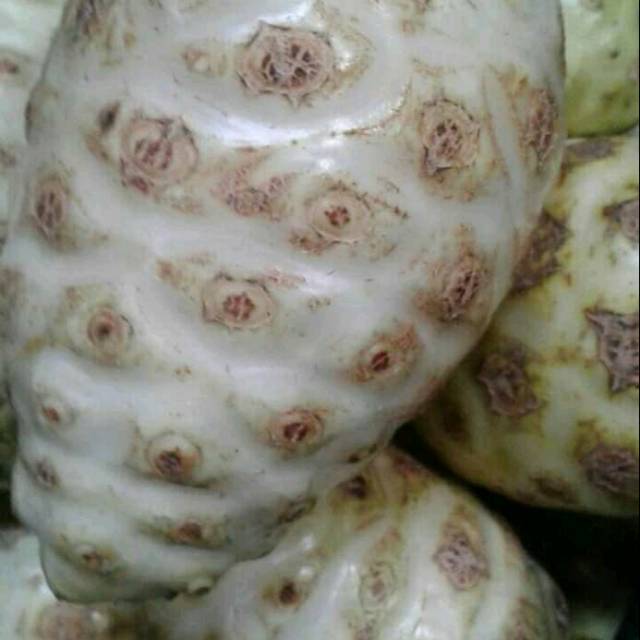 

Buah mengkudu 1kg