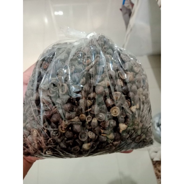 

Biji ceplikan kering herbal 1kg