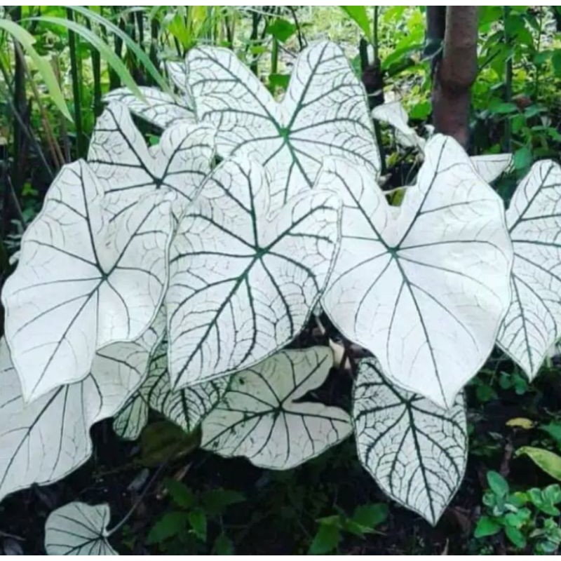 TANAMAN HIAS CALADIUM/KELADI TISUE