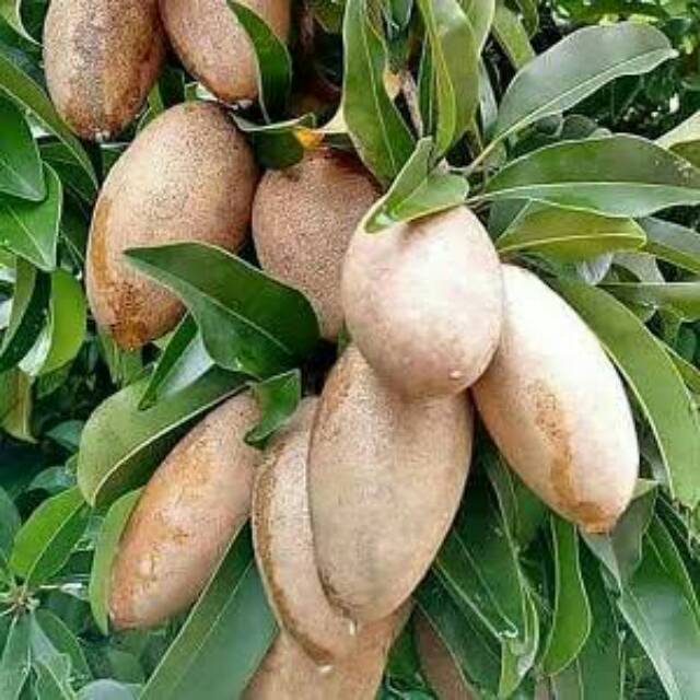 BIBIT BUAH SAWO MENTIMUN bibit sawo mentimun jumbo